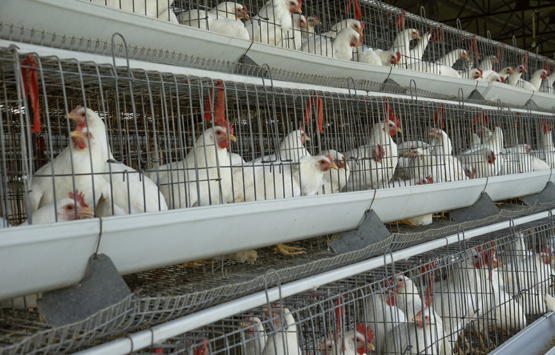 Agribusiness ERP solutions