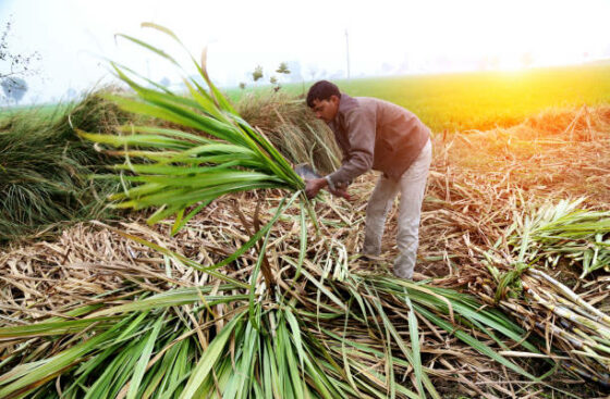 Simple interface for Farmers, Harvesters and Transporters onboarding
                                as Suppliers and Customer