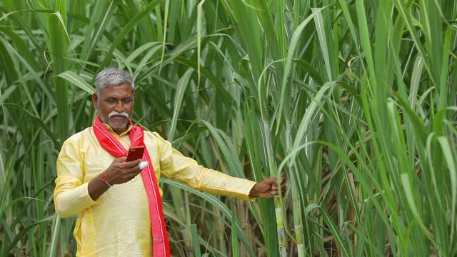 Cane Receipt, Bill booking against farmers, Payment System with Loan
                                Management