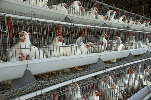 Agribusiness ERP solutions for food processing and livestock management