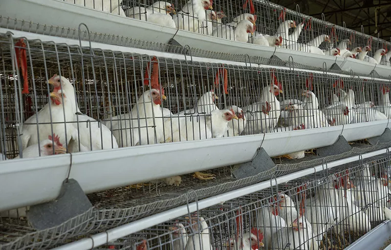 Agribusiness ERP solutions